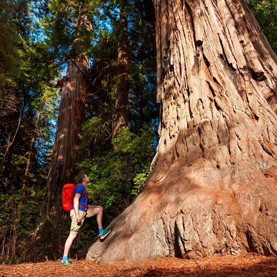 Yosemite And Giant Sequoias One Day Tour From San Francisco Fever Yosemite And Giant Sequoias One Day Tour From San Francisco Fever