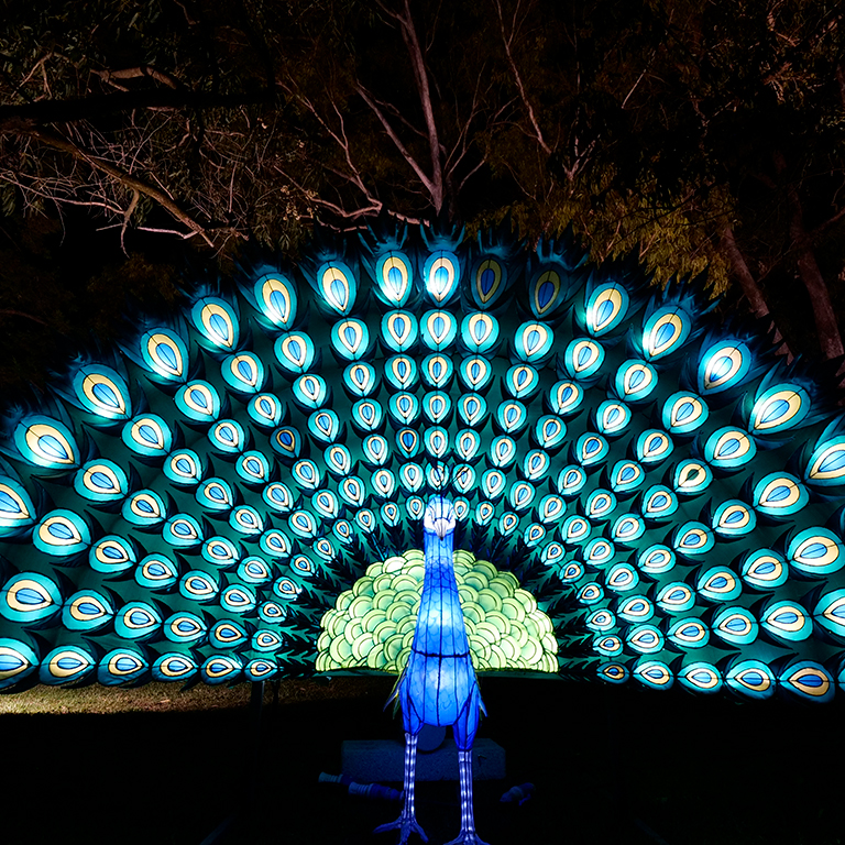 Magical Garden Porto Espetaculo De Luzes Noturno By Ocubo Fever