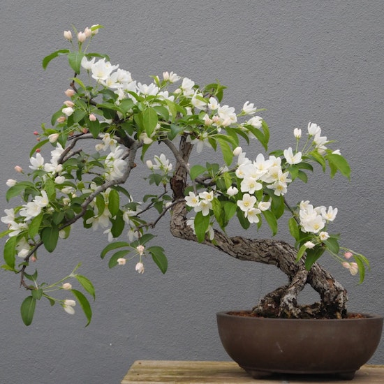 The Art of Bonsai | Fever The Art of Bonsai | Fever